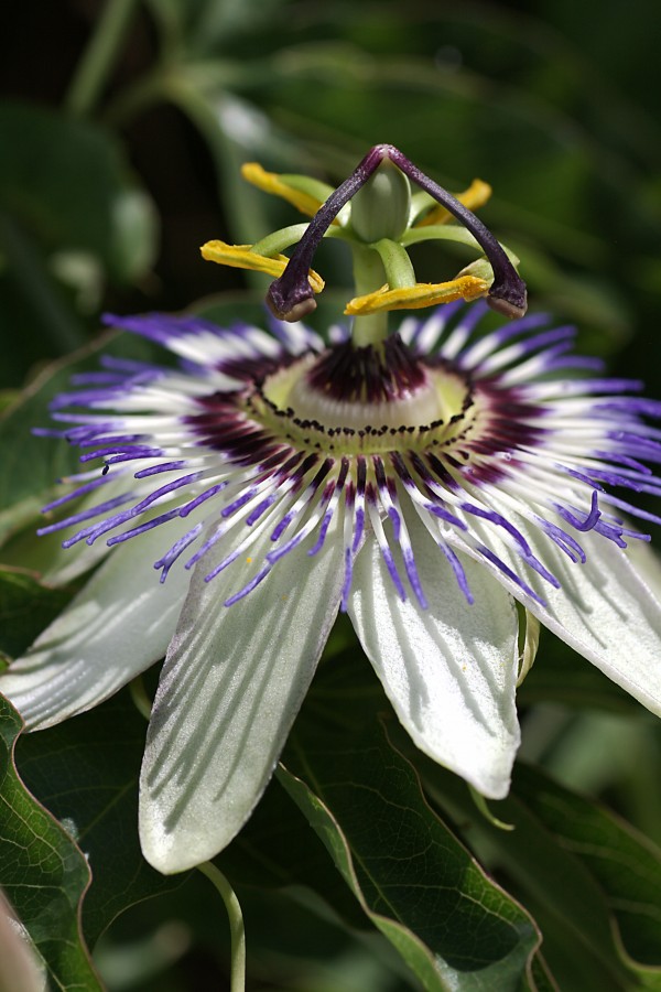 Passion Flower by Joy Watson